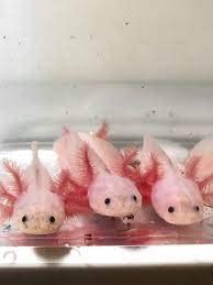 Your one-stop shop for diverse, top-quality aquarium supplies and accessories