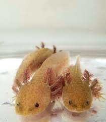 Your one-stop shop for diverse, top-quality aquarium supplies and accessories