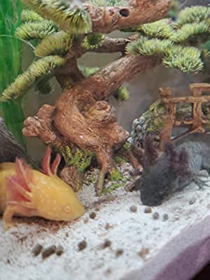 Your one-stop shop for diverse, top-quality aquarium supplies and accessories
