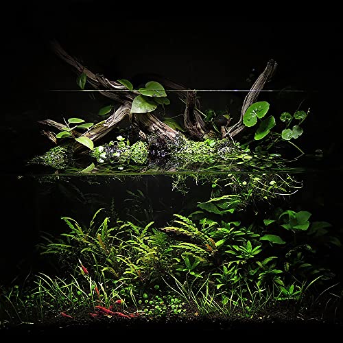 Your one-stop shop for diverse, top-quality aquarium supplies and accessories