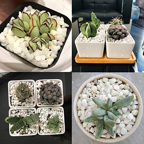 Your one-stop shop for diverse, top-quality aquarium supplies and accessories
