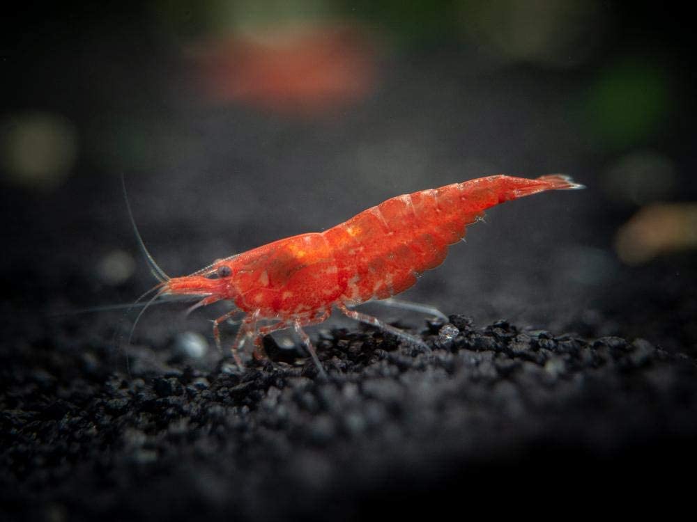 Your one-stop shop for diverse, top-quality aquarium supplies and accessories