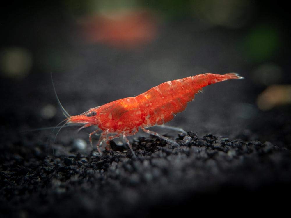 Your one-stop shop for diverse, top-quality aquarium supplies and accessories