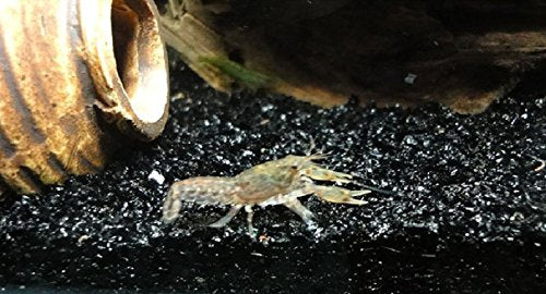 Your one-stop shop for diverse, top-quality aquarium supplies and accessories