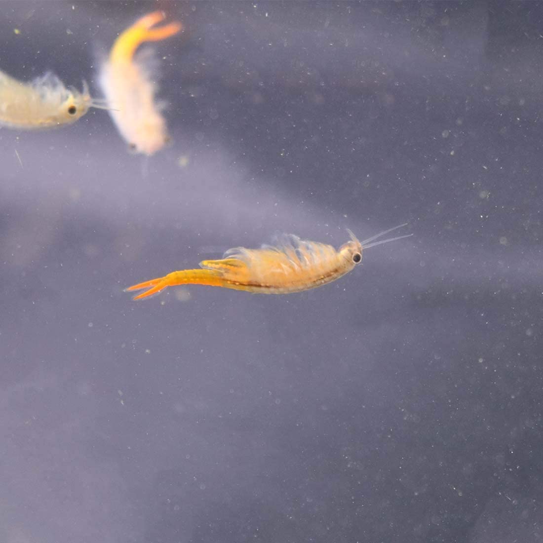Your one-stop shop for diverse, top-quality aquarium supplies and accessories
