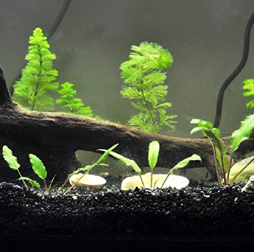 Your one-stop shop for diverse, top-quality aquarium supplies and accessories