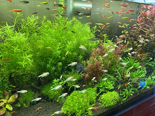 Your one-stop shop for diverse, top-quality aquarium supplies and accessories