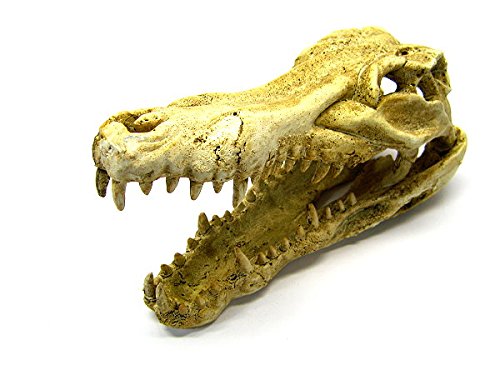 Your one-stop shop for diverse, top-quality aquarium supplies and accessories