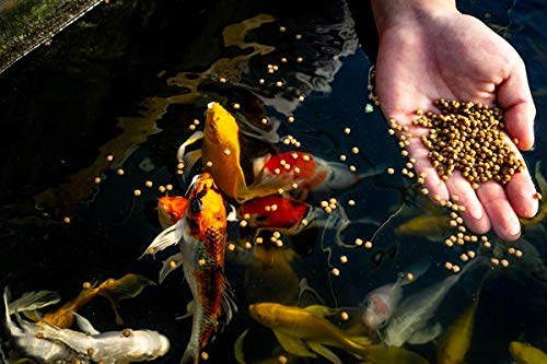 Your one-stop shop for diverse, top-quality aquarium supplies and accessories