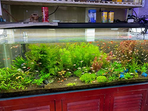 Your one-stop shop for diverse, top-quality aquarium supplies and accessories