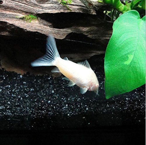 Your one-stop shop for diverse, top-quality aquarium supplies and accessories