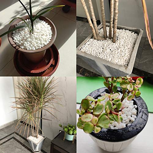 Your one-stop shop for diverse, top-quality aquarium supplies and accessories