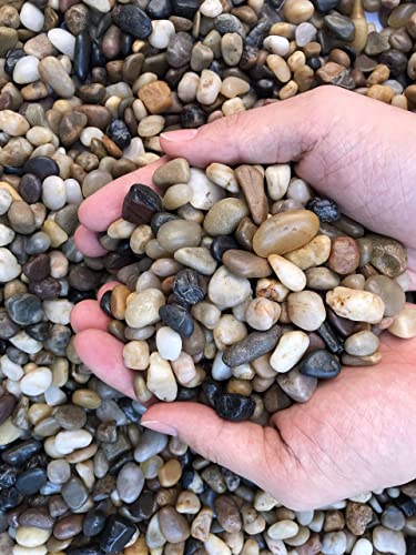 Your one-stop shop for diverse, top-quality aquarium supplies and accessories