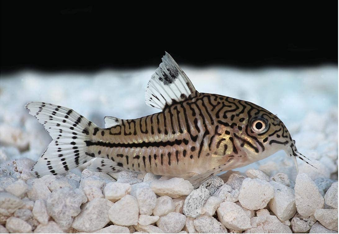 Your one-stop shop for diverse, top-quality aquarium supplies and accessories