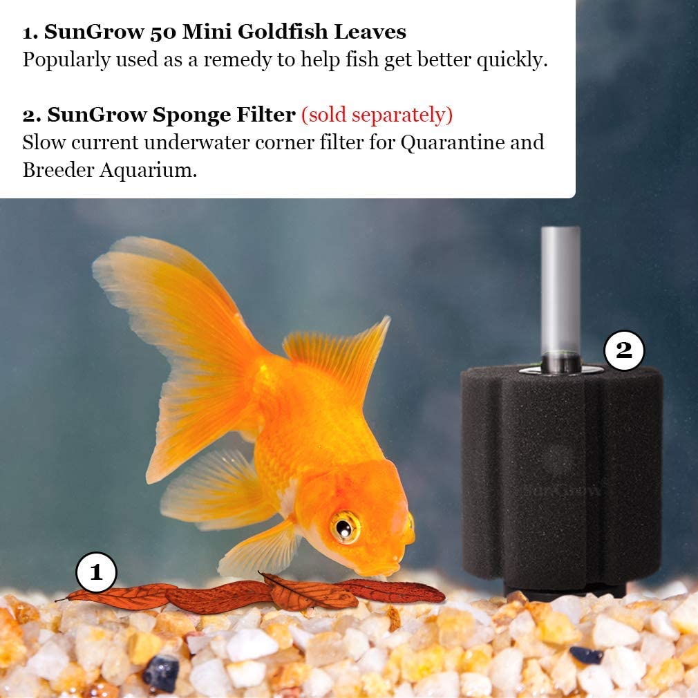 Your one-stop shop for diverse, top-quality aquarium supplies and accessories