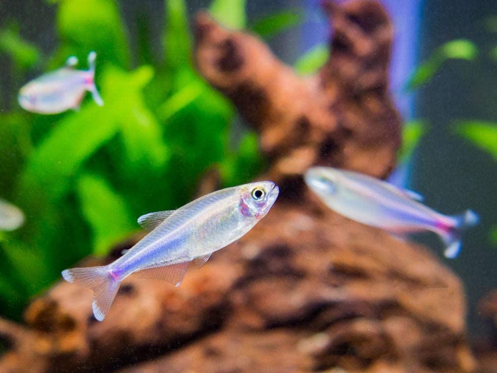 Your one-stop shop for diverse, top-quality aquarium supplies and accessories