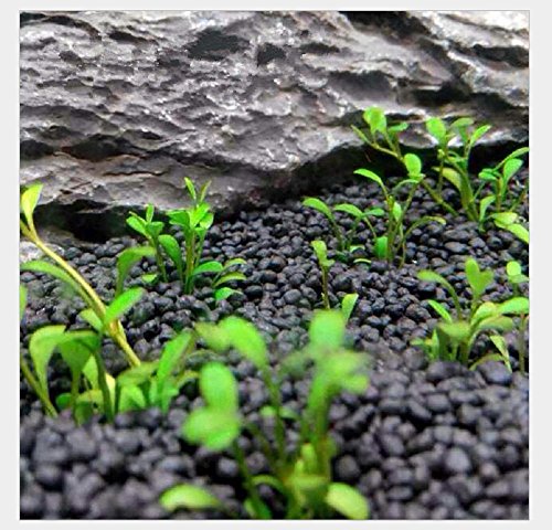 Your one-stop shop for diverse, top-quality aquarium supplies and accessories