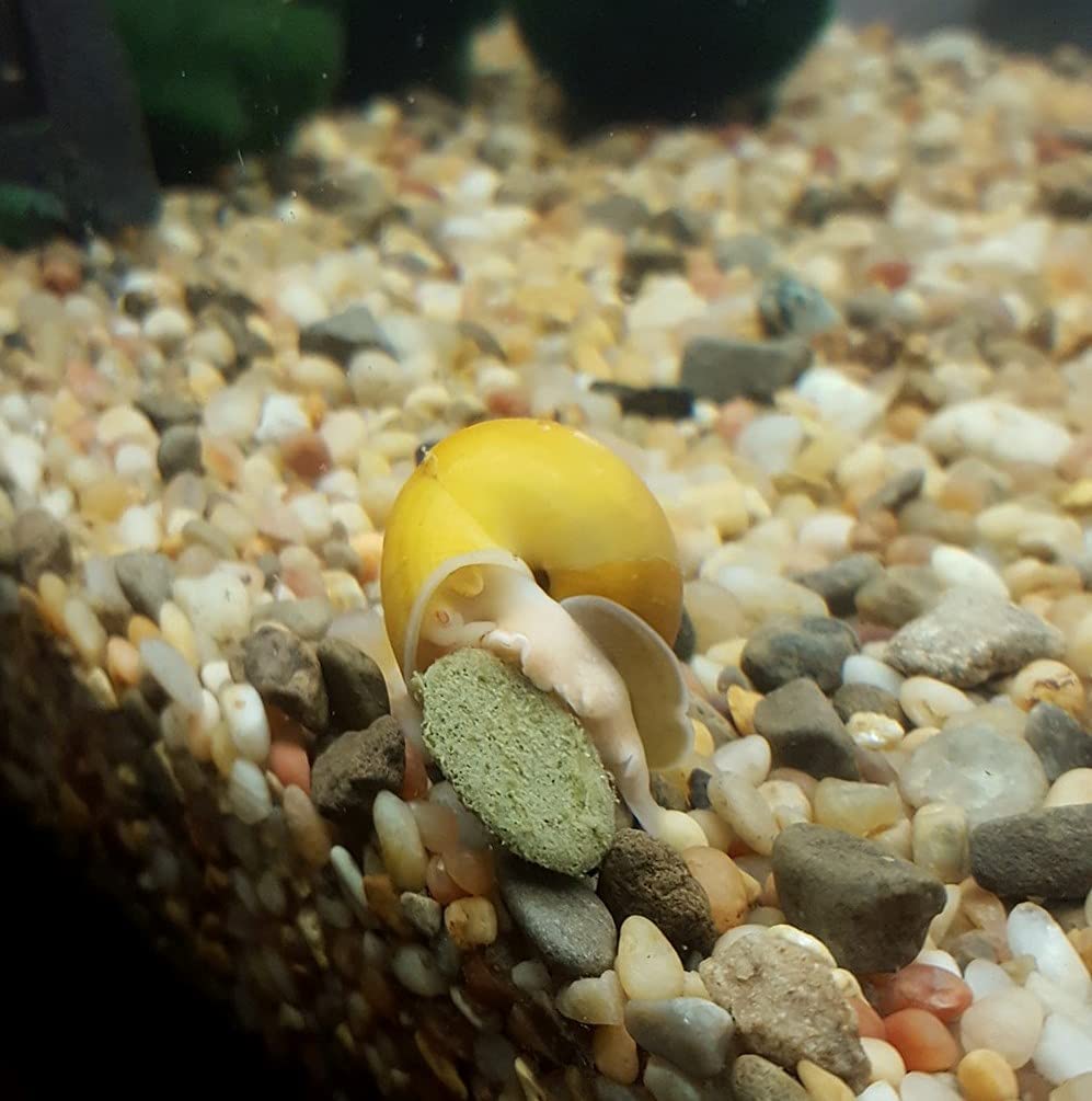 Your one-stop shop for diverse, top-quality aquarium supplies and accessories