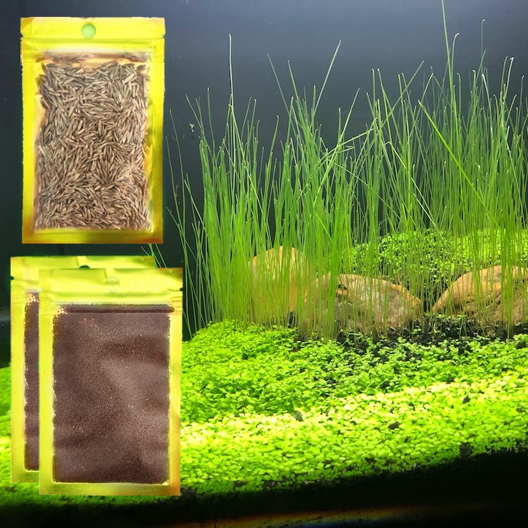 aquarium plants seeds online Live Aquarium Plant Seeds Combo,Fresh Water Grass Mini Leaf & Hair Gra – Supply AG