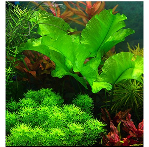Your one-stop shop for diverse, top-quality aquarium supplies and accessories