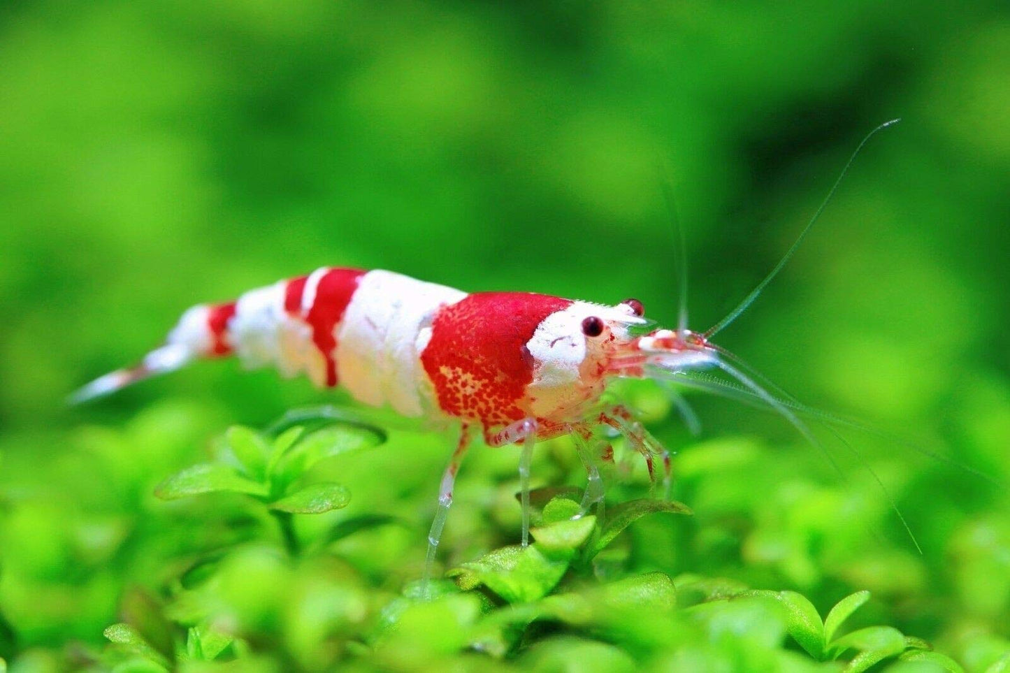 Your one-stop shop for diverse, top-quality aquarium supplies and accessories
