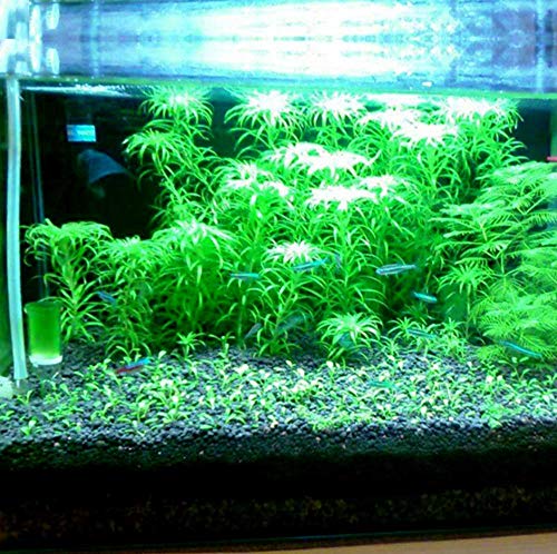 Your one-stop shop for diverse, top-quality aquarium supplies and accessories