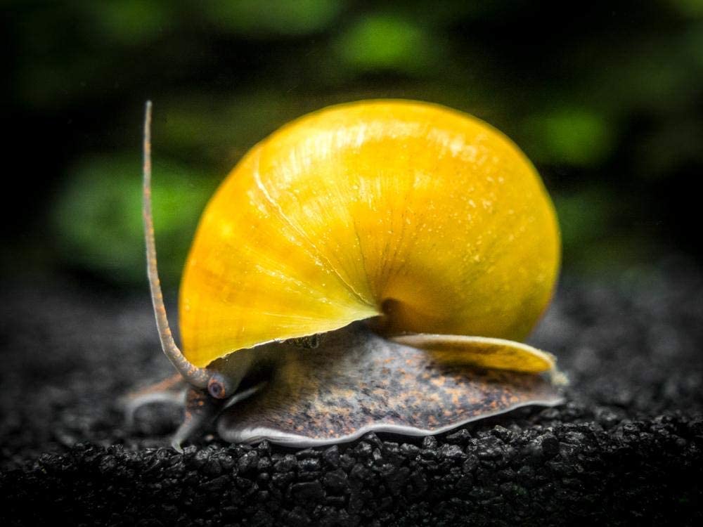 Your one-stop shop for diverse, top-quality aquarium supplies and accessories