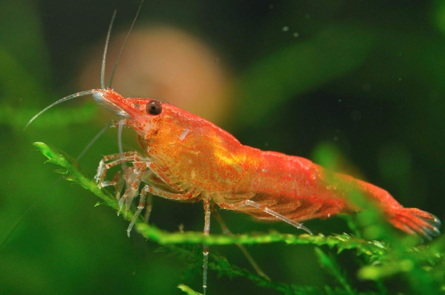 Your one-stop shop for diverse, top-quality aquarium supplies and accessories
