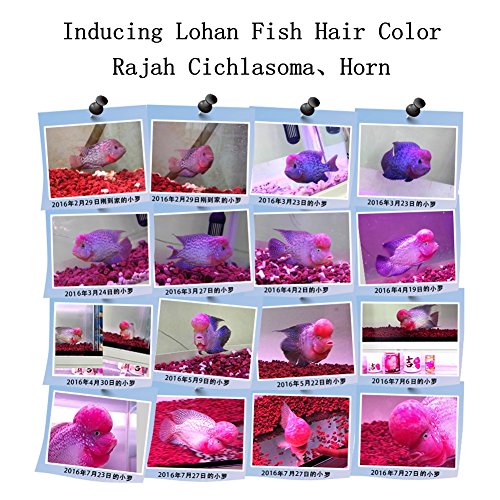 Your one-stop shop for diverse, top-quality aquarium supplies and accessories