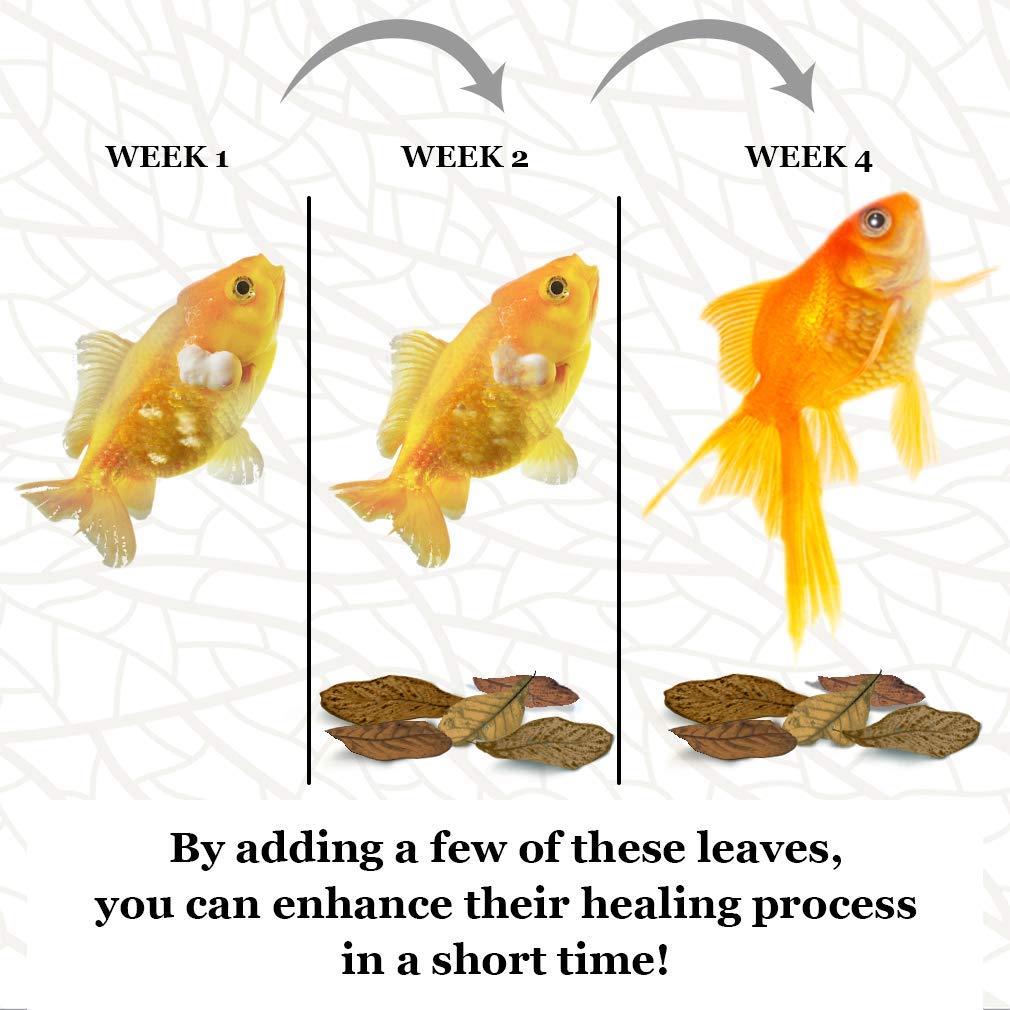 Your one-stop shop for diverse, top-quality aquarium supplies and accessories
