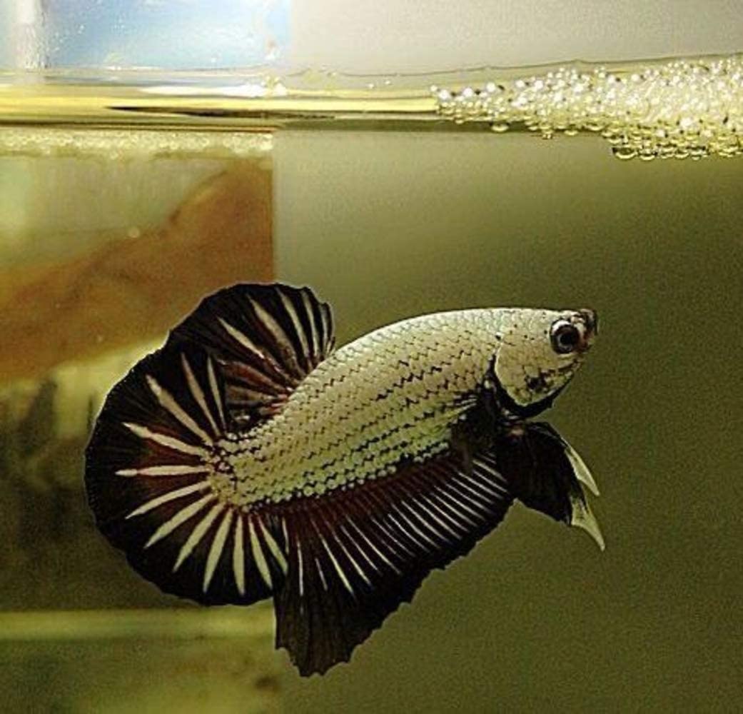 Your one-stop shop for diverse, top-quality aquarium supplies and accessories