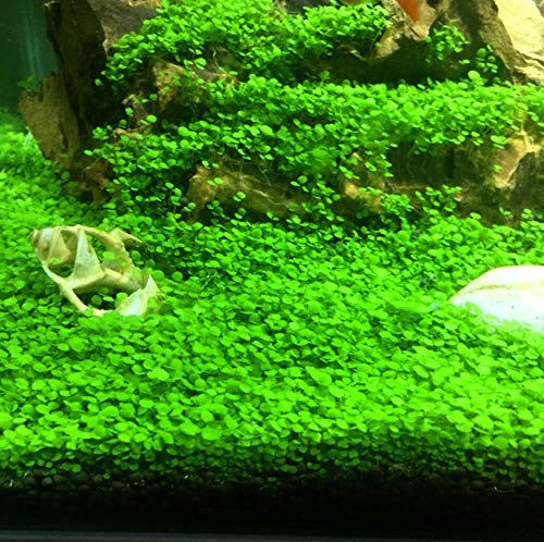 Your one-stop shop for diverse, top-quality aquarium supplies and accessories