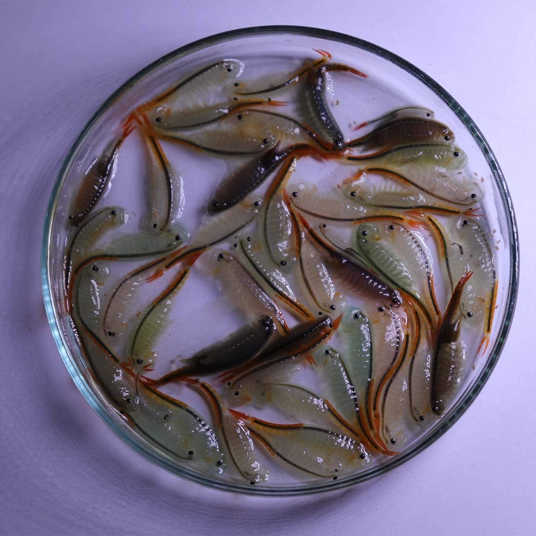 Your one-stop shop for diverse, top-quality aquarium supplies and accessories