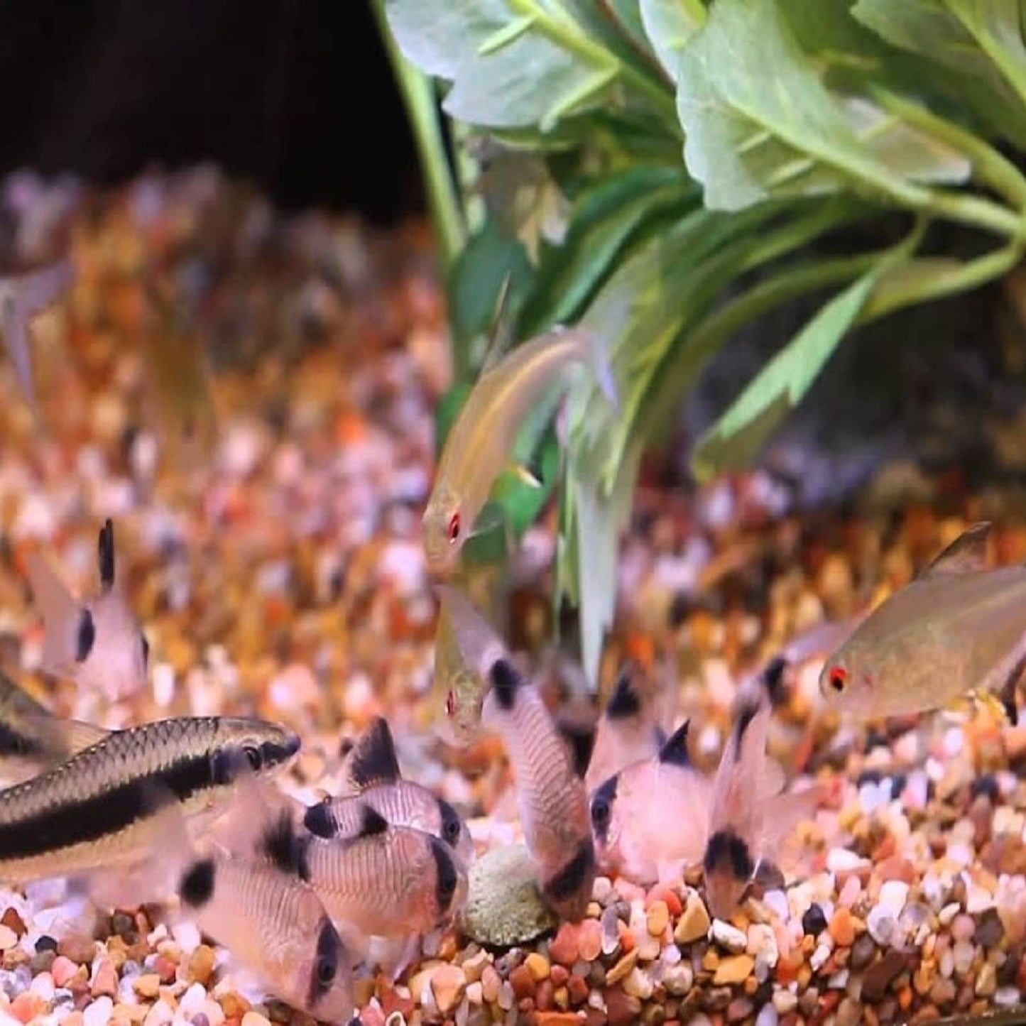 Your one-stop shop for diverse, top-quality aquarium supplies and accessories