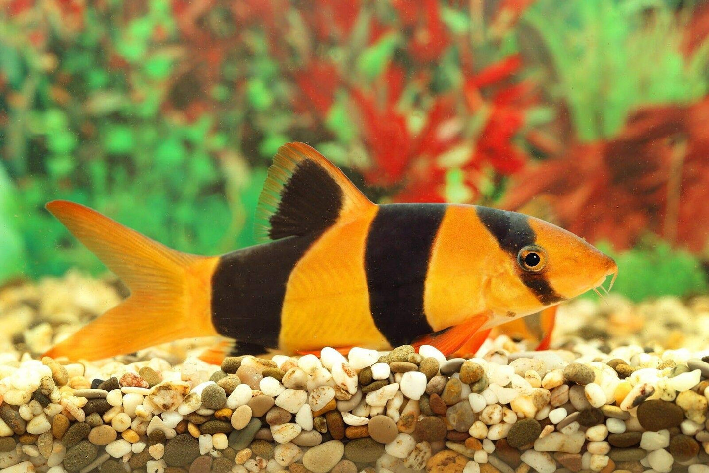 Your one-stop shop for diverse, top-quality aquarium supplies and accessories