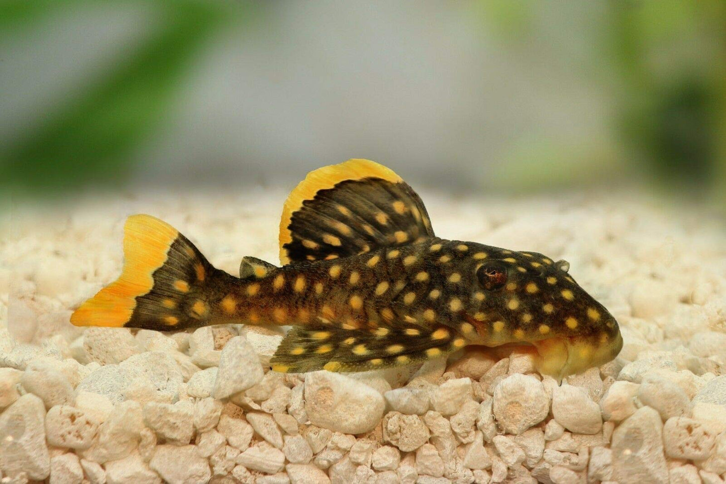 Your one-stop shop for diverse, top-quality aquarium supplies and accessories