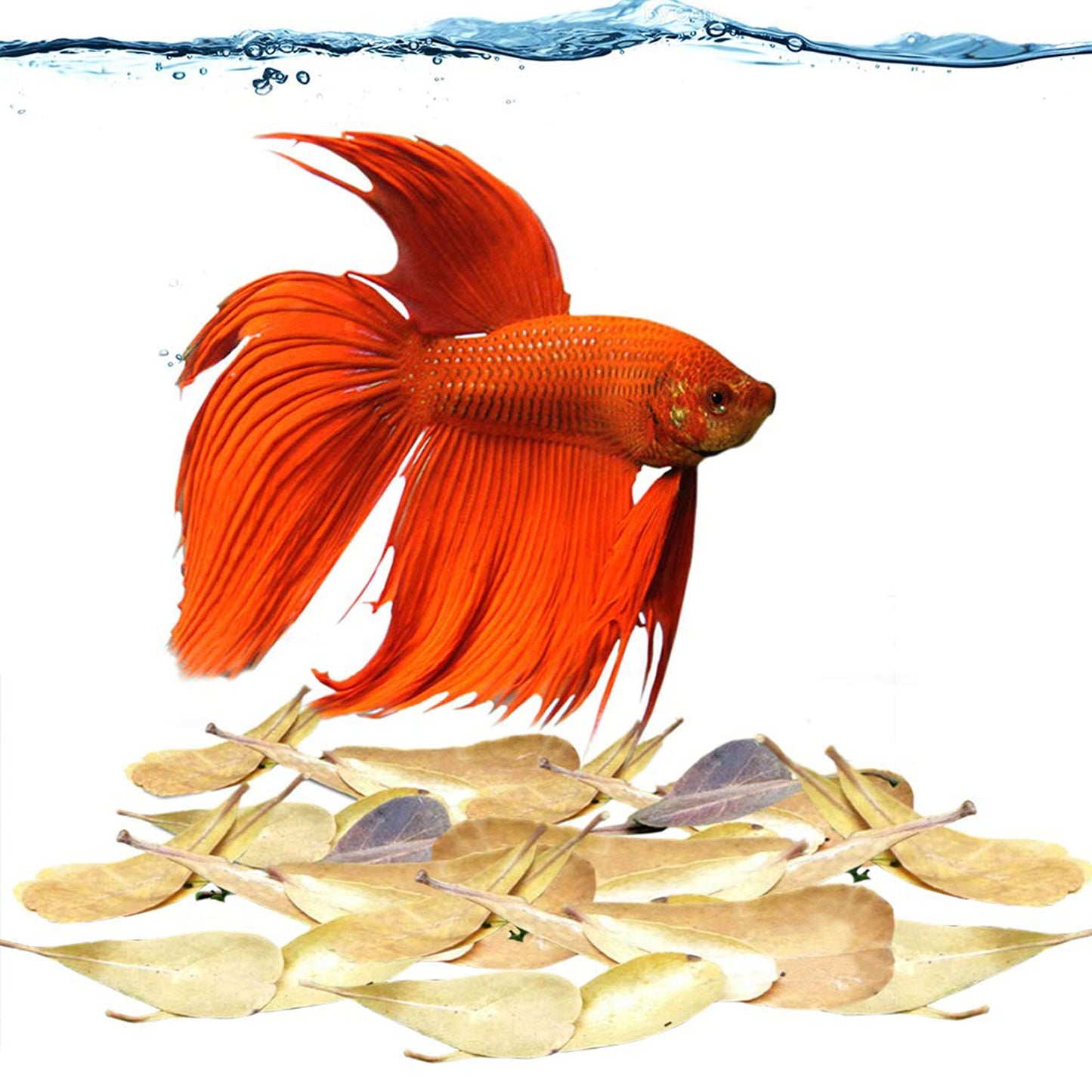 Your one-stop shop for diverse, top-quality aquarium supplies and accessories