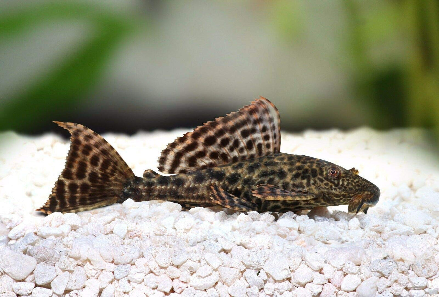 Your one-stop shop for diverse, top-quality aquarium supplies and accessories