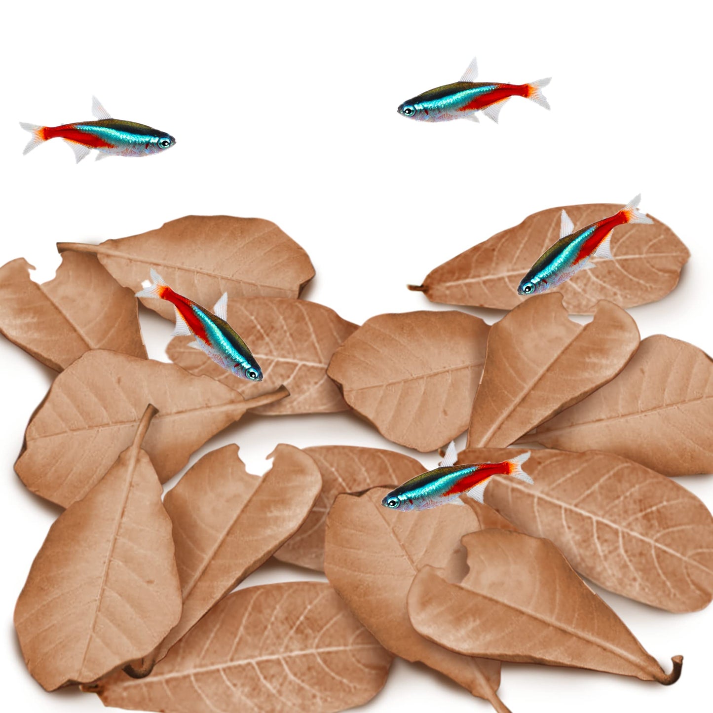 Your one-stop shop for diverse, top-quality aquarium supplies and accessories