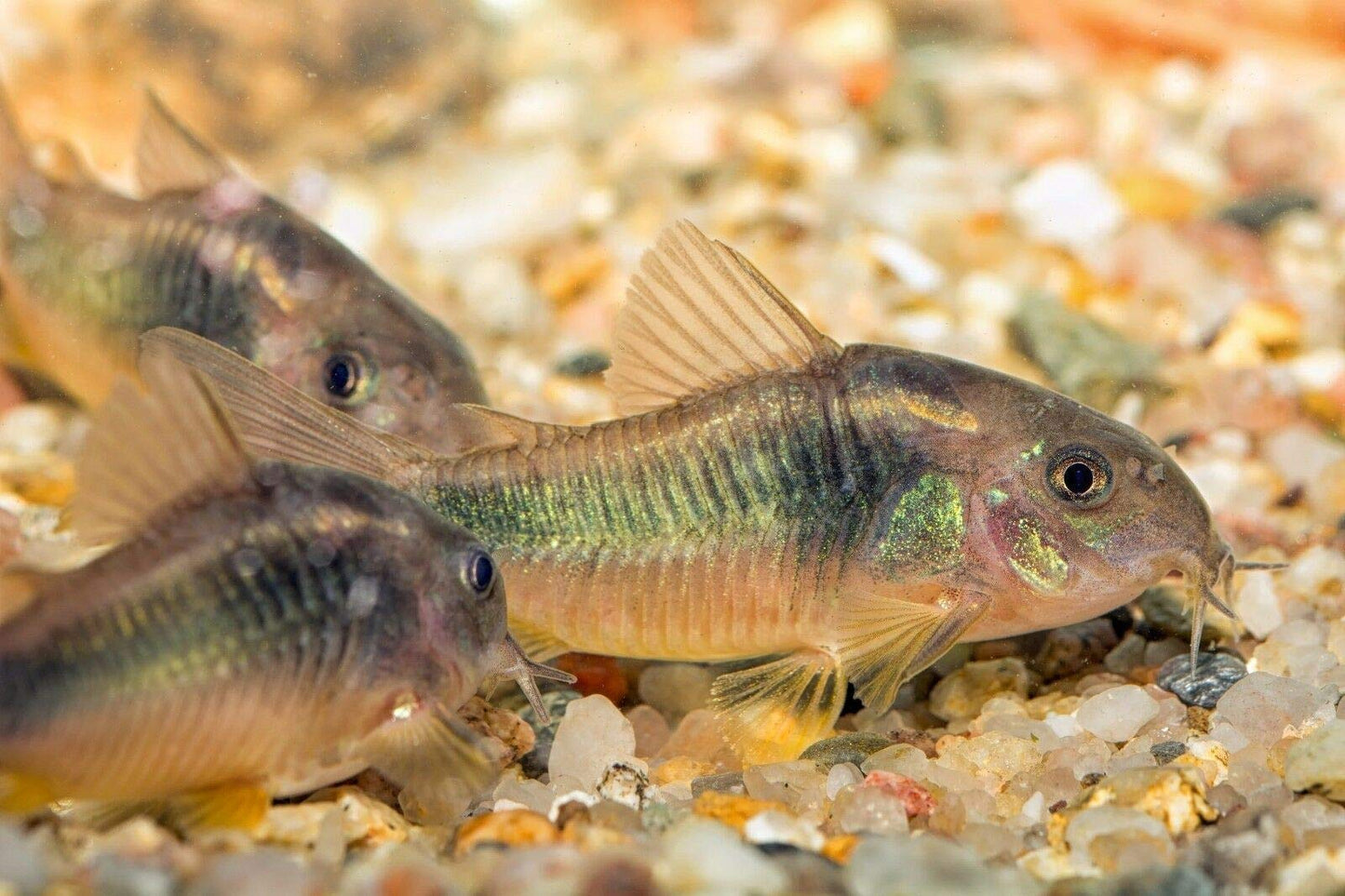 Your one-stop shop for diverse, top-quality aquarium supplies and accessories