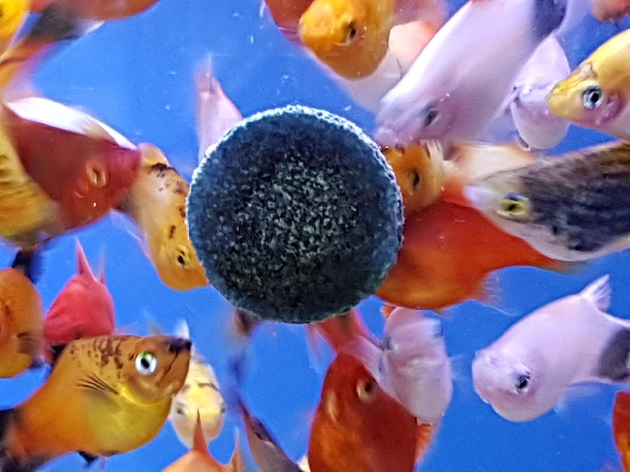 Your one-stop shop for diverse, top-quality aquarium supplies and accessories
