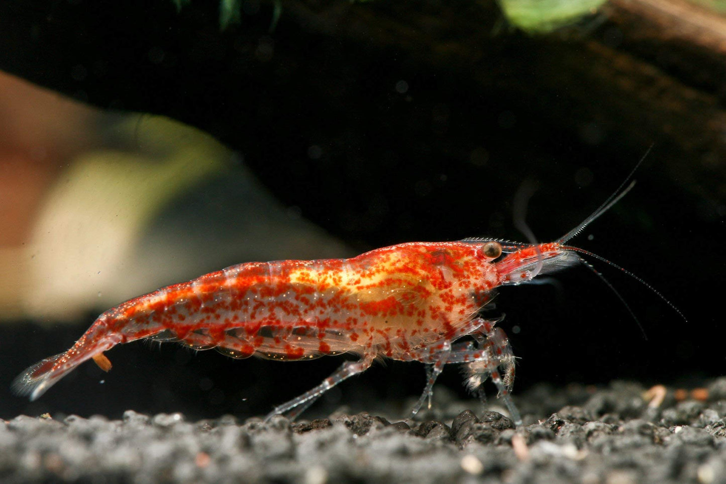 Your one-stop shop for diverse, top-quality aquarium supplies and accessories