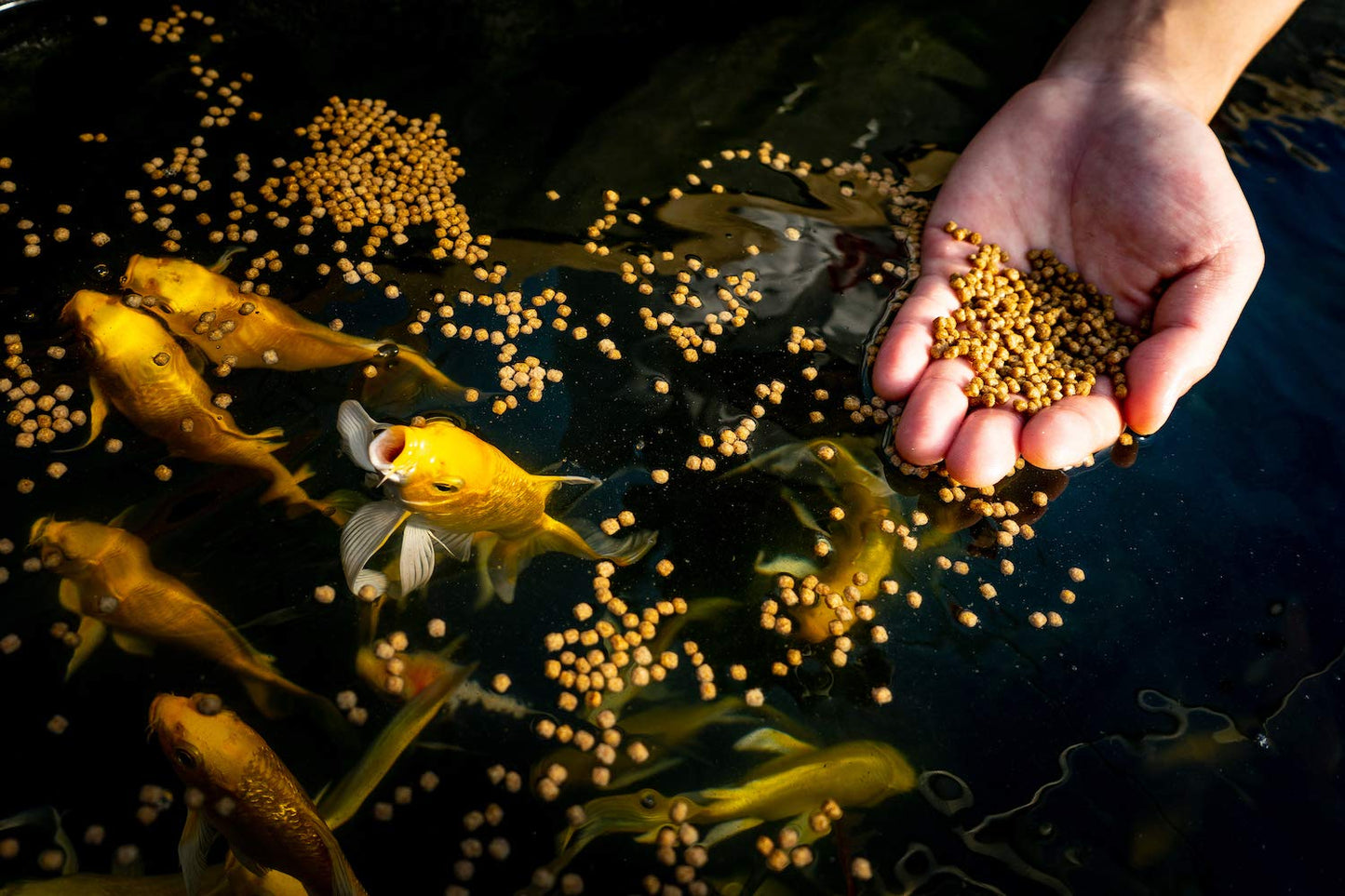 Your one-stop shop for diverse, top-quality aquarium supplies and accessories