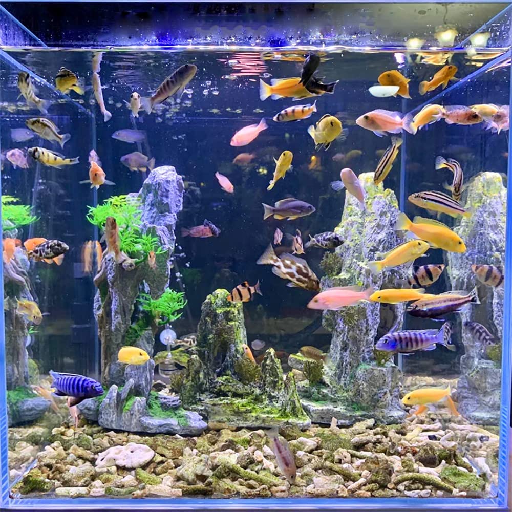 Your one-stop shop for diverse, top-quality aquarium supplies and accessories