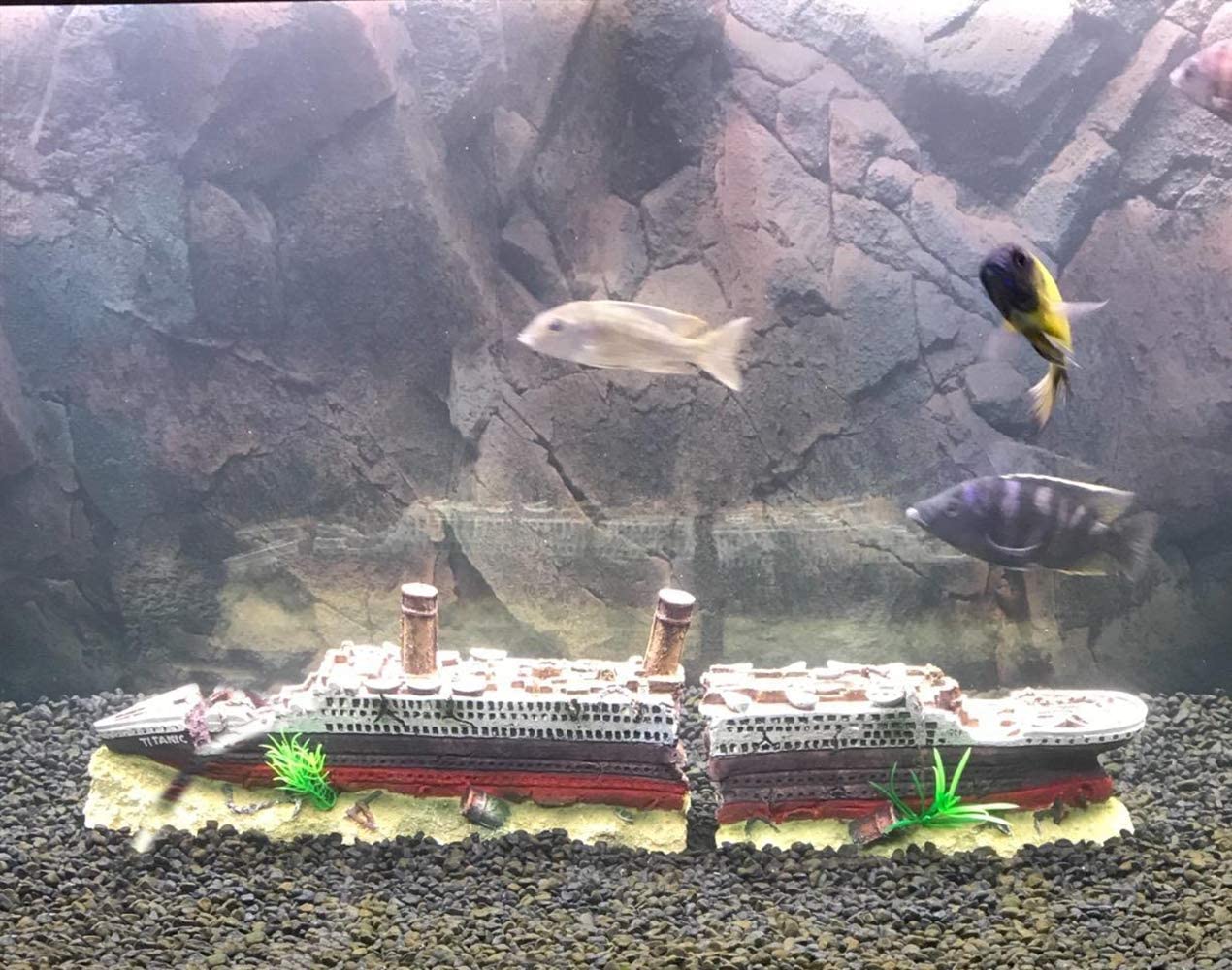 Your one-stop shop for diverse, top-quality aquarium supplies and accessories