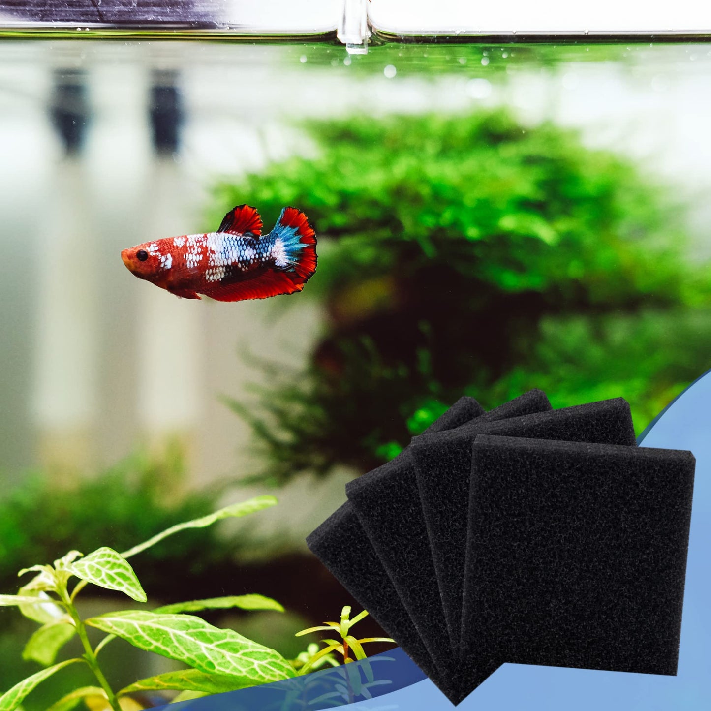 Your one-stop shop for diverse, top-quality aquarium supplies and accessories