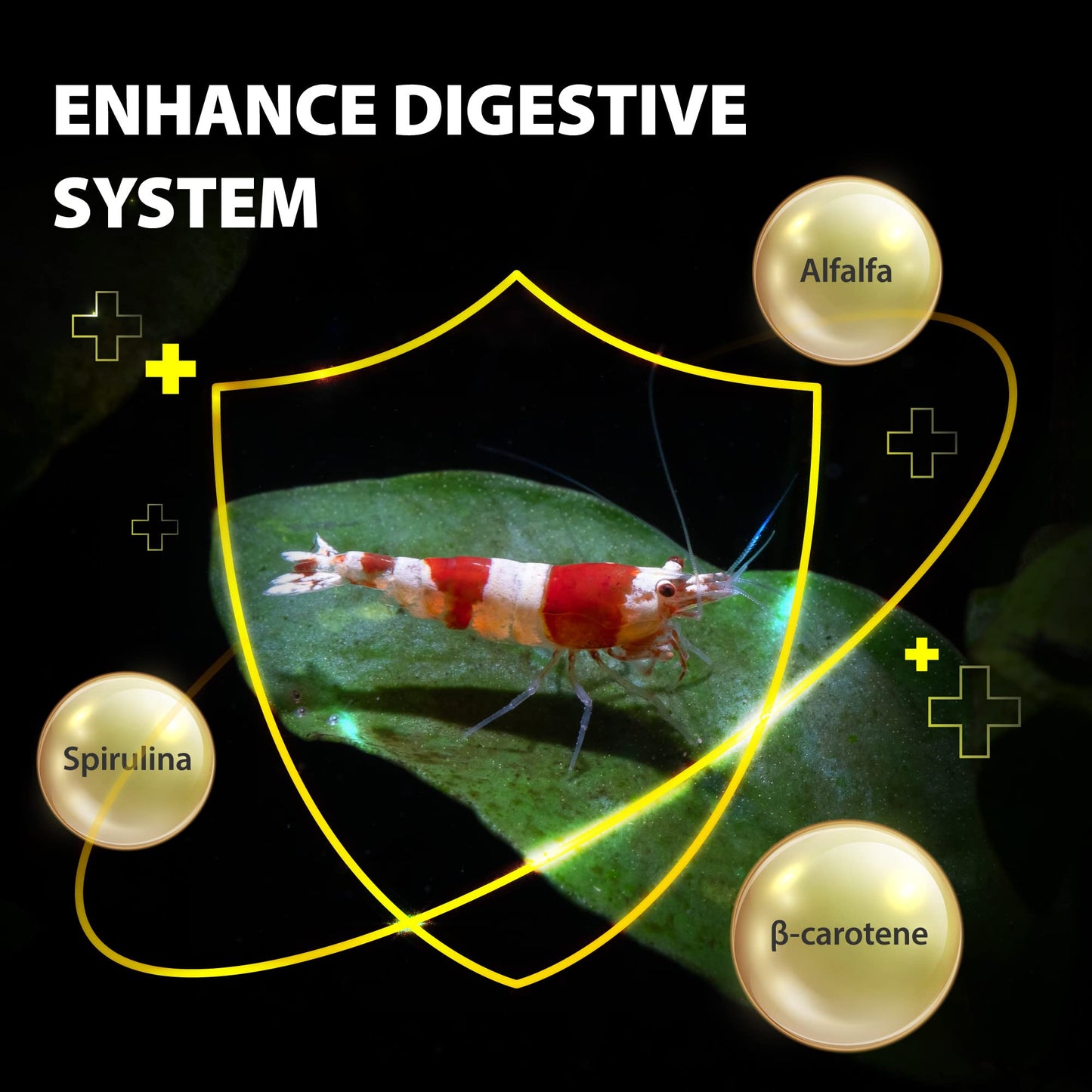 Your one-stop shop for diverse, top-quality aquarium supplies and accessories