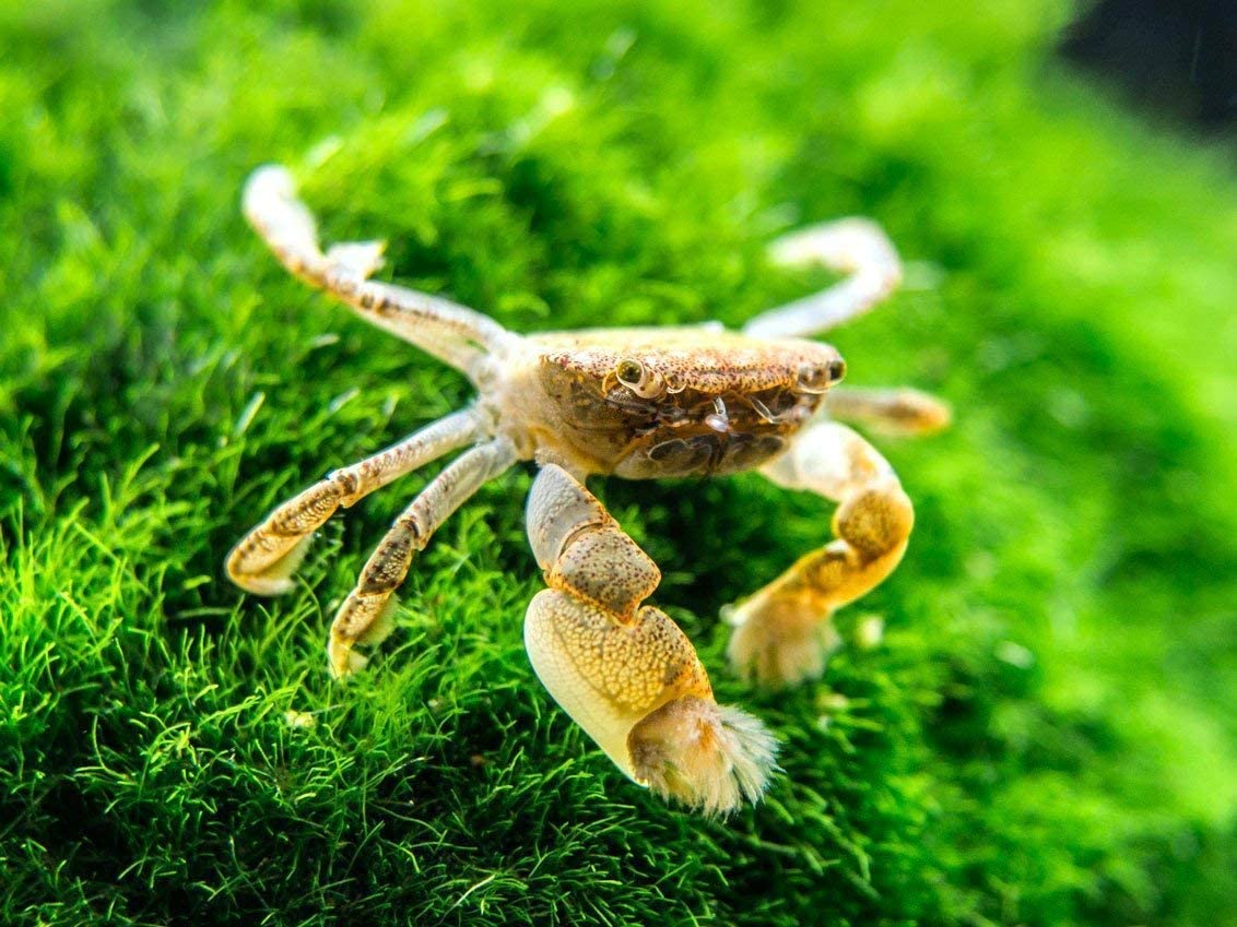 Your one-stop shop for diverse, top-quality aquarium supplies and accessories