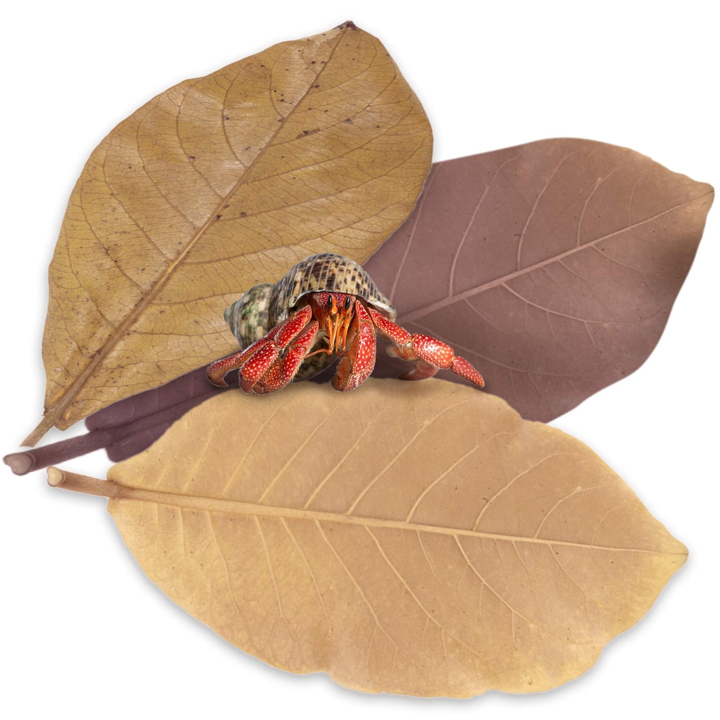 Your one-stop shop for diverse, top-quality aquarium supplies and accessories