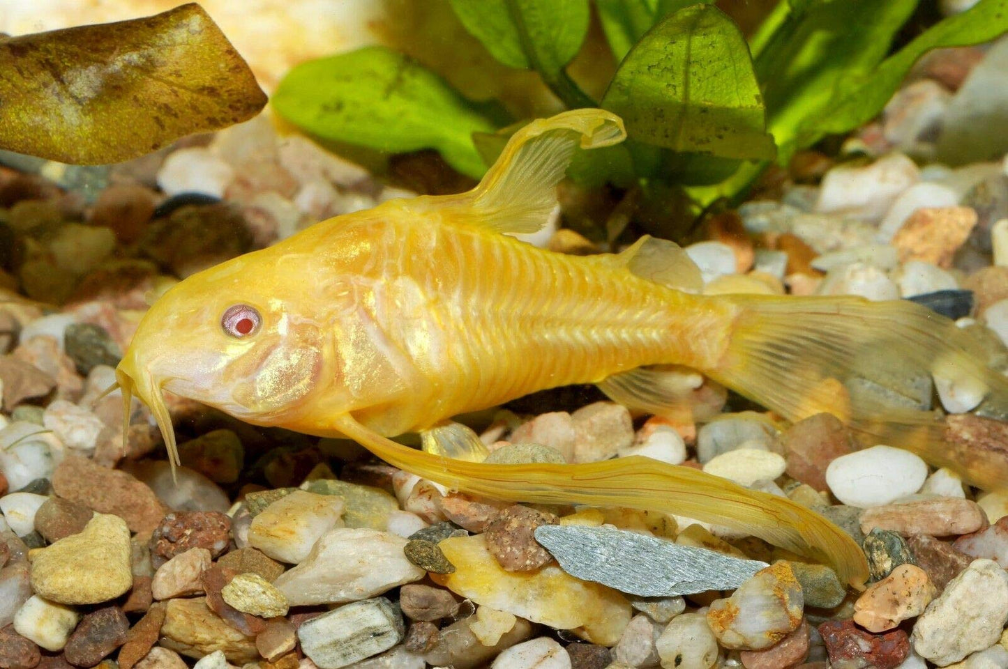 Your one-stop shop for diverse, top-quality aquarium supplies and accessories